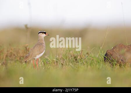 Crowned lapwing (Vanellus coronatus) foraging in a dry meadow of the Nairobi national park. Stock Photo