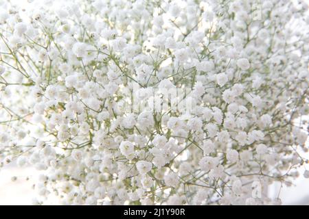 Bouquet of tender white gypsophila flowers as beautiful nature spring background. Close-up of fresh flowers. Bouquets of flowers on sale. Stock Photo