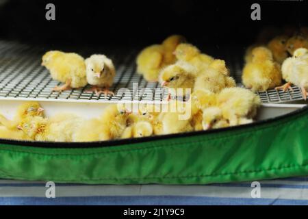 Many quail eggs close-up in a special box incubator. Stock Photo