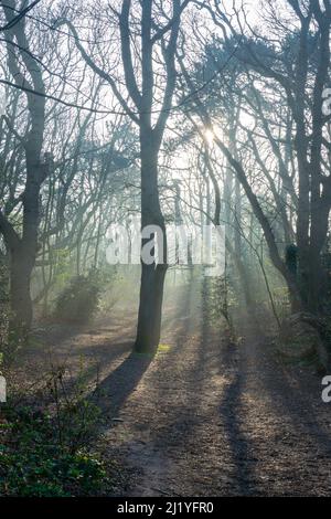 Sunlight shines between the trees in a forest with beautiful light and shadows Stock Photo