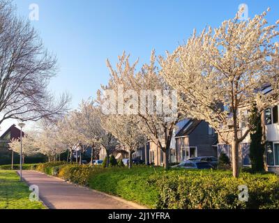 Ornamental cherry trees (Prunus serrulata or Japanese cherry) in a row with beautiful white blossom Stock Photo
