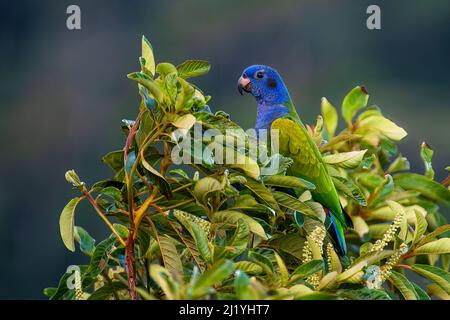 Beautiful green headed parrot perched on top of a tree Stock Photo