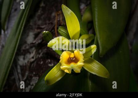 Yellow vanilla orchid flower Stock Photo