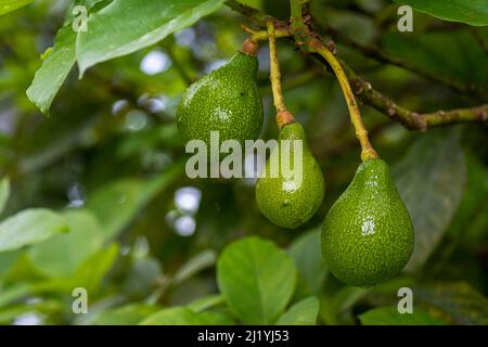 3 Avocado fruit hanging on a tree almost readiy for harvesting Stock Photo