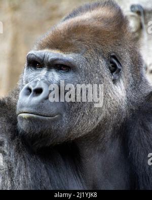 A vertical shot of a gorilla at the San Diego Safari Animal Park, Encinitas, CA Stock Photo