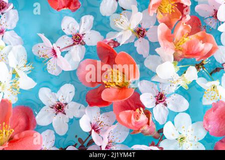 Spring floral copmosition on blue background Stock Photo