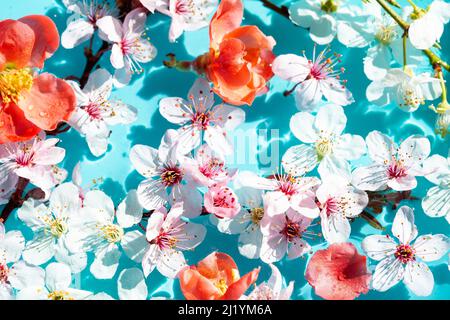 Spring floral copmosition on blue background Stock Photo
