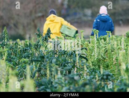 Berlin, Germany. 28th Jan, 2022. Jan. 28, 2022, Berlin. Two young women doing a Voluntary Ecological Year harvest organically grown kale on an agricultural field at the Domäne Dahlem Agricultural Museum in southwest Berlin. In the process, they bring the harvested leaves from the field in a crate. Credit: Wolfram Steinberg/dpa Credit: Wolfram Steinberg/dpa/Alamy Live News Stock Photo