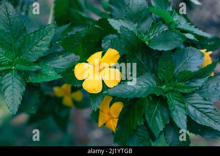 Fragrant damiana yellow flower with dark green leaves. Aphrodisiac and antidepressant. Stock Photo
