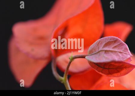 Macro red/orange leaves lay gracefully against a black background. Stock Photo