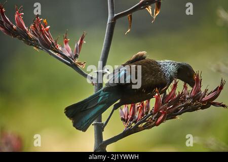 Tui (Prosthemadera novaeseelandiae) feeding on flax flowers (Phormium tenax), Orokanui Ecosanctuary, near Dunedin, South Island, New Zealand Stock Photo