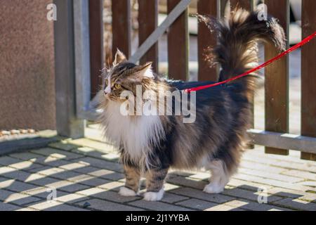 Alvin - Big cat on a leash on a walk Stock Photo