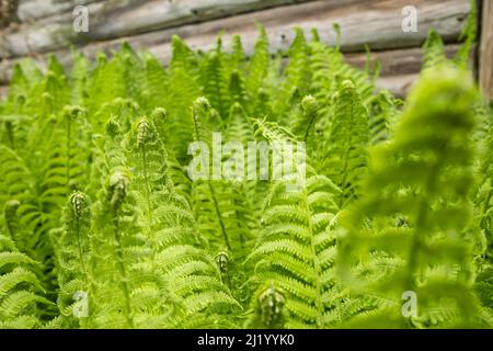 Young fern leaves close-up with old wooden wall at background Stock Photo
