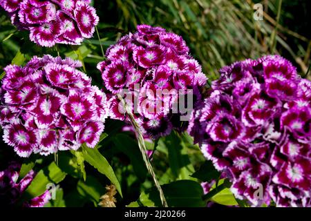 Dianthus barbatus, sweet William flower in summer garden multicolored blooming plant Stock Photo