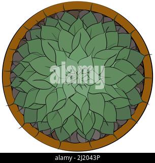 Small spiky succulent green plant in ceramic brown pot. Top view. Vector black outline illustration. Stock Vector