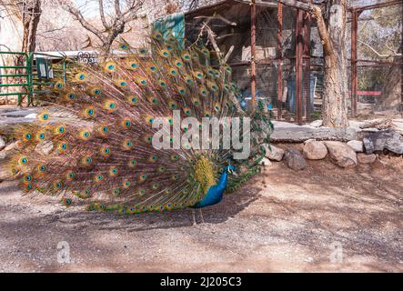 Las Vegas, Nevada, USA - February 23, 2010: Red Rock Canyon Conservation Area. Frontal closeup of male peacock with open tail. Stock Photo