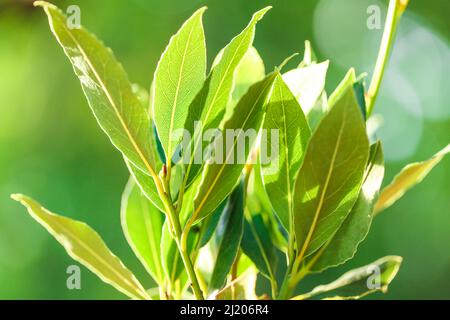 laurel leaves on a green blurred background in the rays of the sun.Laurel leaf.Bay leaf. spices.  Stock Photo