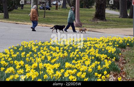 St. Louis, United States. 28th Mar, 2022. Despite 40 degree temperatures, Daffodils are in full bloom in Forest Park in St. Louis on Monday, March 28, 2022. Daffodils are one of the earliest spring-blooming flowers. Photo by Bill Greenblatt/UPI Credit: UPI/Alamy Live News Stock Photo