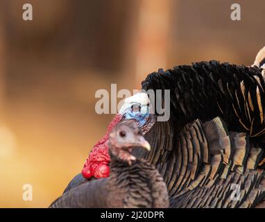Close up of Merriams turkey (Meleagris gallopavo) tom strutting early spring with hen in foregound Colorado, USA Stock Photo