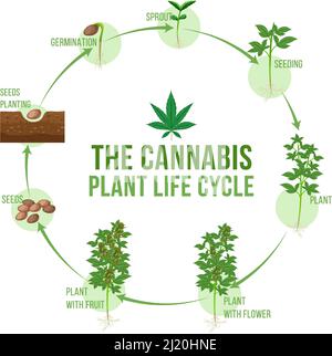 The cannabis plant life cycle illustration Stock Vector Image & Art - Alamy