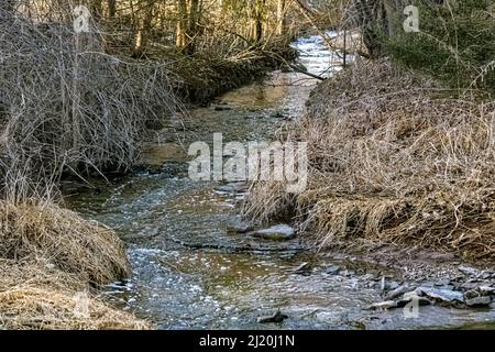 A small stream flows through the woods Stock Photo