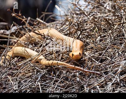 A Cape Cobra hunting for birds in a Sociable Weavers nest in the Kalahari, South Africa Stock Photo