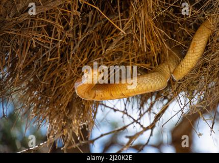 A Cape Cobra hunting for birds in a Sociable Weavers nest in the Kalahari, South Africa Stock Photo