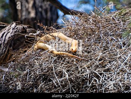 A Cape Cobra hunting for birds in a Sociable Weavers nest in the Kalahari, South Africa Stock Photo