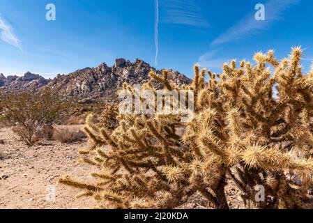 Scenic views from the Mojave Desert, California on a beautiful blue sky day with cholla cactus in foreground. Stock Photo