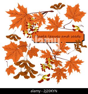 Branch, seeds and leaves of maple. Autumn maple leaves set. Clipart autumn maple leaves an seeds isolated on white background Stock Vector