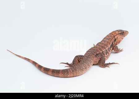 The red tegu lizard Salvator rufescens isolated on white background Stock Photo