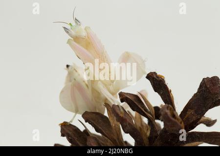 orchid praying mantis hymenopus coronatus isolated on white background Stock Photo