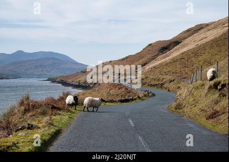 Sheep standing near a remote coastal road on the west coast of Ireland Stock Photo