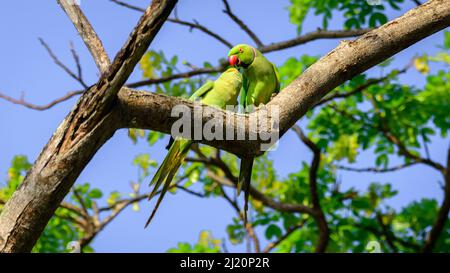 Pair of rose winged parakeet kissing high up on a tree branch. Stock Photo
