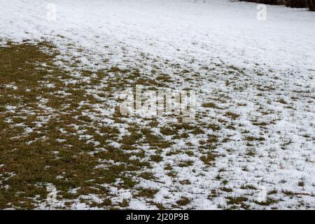 Abstract texture background of melting snow on a grass lawn in early spring Stock Photo