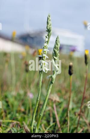 Autumn Lady's-tresses orchid (Spiranthes spiralis) locally rare plant. Epsom Downs, Surrey, England, August. Stock Photo