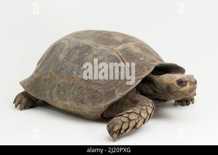 Asian forest tortoise Manouria emys isolated on white background Stock Photo