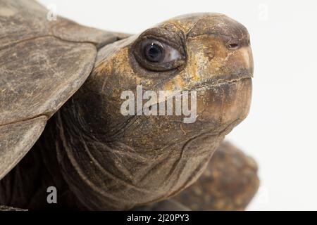 Asian forest tortoise Manouria emys isolated on white background Stock Photo