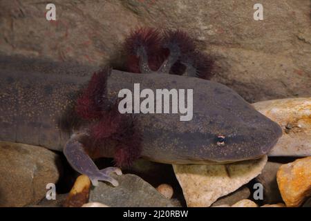 Mud puppy (Necturus maculosus), New York, USA Stock Photo