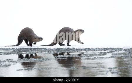North American river otter (Lontra canadensis) female and cub walking across snow, reflected in water. Yellowstone National Park, USA, January.