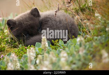 Arctic fox (Vulpes lagopus) cub resting. Hornstrandir Nature Reserve, Iceland, July. Stock Photo