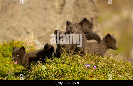 Arctic fox (Vulpes lagopus) cubs playing. Hornstrandir Nature Reserve, Iceland, July. Stock Photo