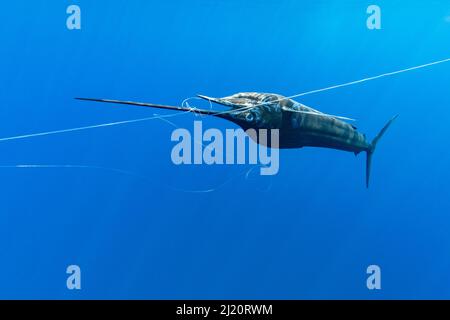 Pacific sailfish (Istiophorus platypterus), dead with bill wrapped on a longline in open ocean. Pacific Ocean, Southern Costa Rica. 2019. Stock Photo