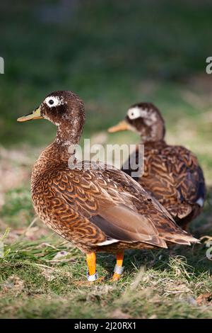 Laysan duck (Anas laysanensis) pair. Critically Endangered, the world's rarest duck. Eastern Island, Midway Atoll National Wildlife Refuge, Papahanaum Stock Photo