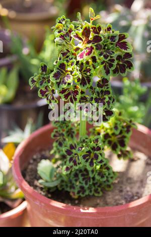 beautiful leaf coleus plant. Selective Focus. Stock Photo