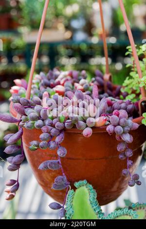 Premium Photo | Othonna capensis 'ruby necklace', succulent plant