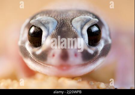 Smooth knob-tailed gecko (Nephrurus levis occidentalis) portrait. Kalbarri, Kalbarri National Park, Western Australia. October. Stock Photo