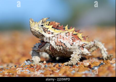 Thorny devil (Moloch horridus). Kalbarri National Park, Western Australia. October. Stock Photo