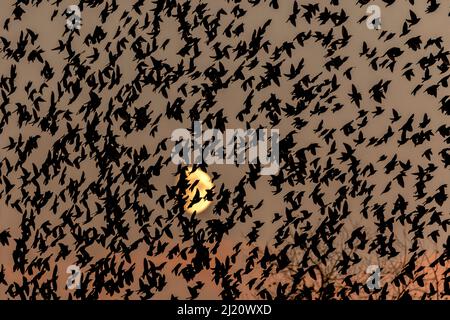 Common starling (Sturnus vulgaris)  murmuration flock group in front of the moon at dusk Valkenhorst Nature Reserve, Valkenswaard, The Netherlands,  O