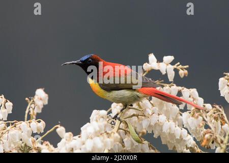 Fire-tailed sunbird (Aethopyga ignicauda) perched amongst blossom. North Sikkim, India. April. Stock Photo